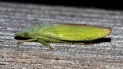 Reuplemmeles hobartensis