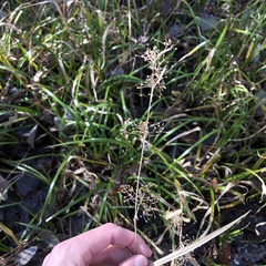 Rhynchospora miliacea