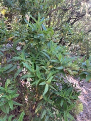 Cistus monspeliensis image