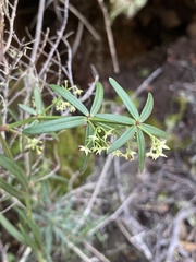 Rubia occidens image