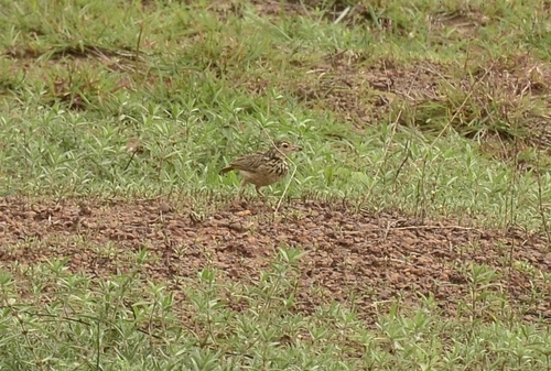 Jerdon's Bush Lark (Plocealauda affinis), photo 7