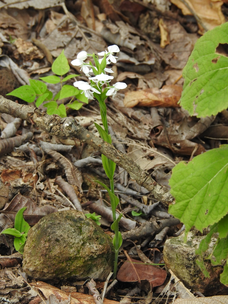Habenaria clypeata