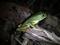 Phyllomedusa distincta