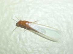Incisitermes snyderi