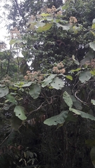 Bathysa australis