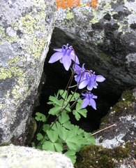 (c) Oleg Kosterin, some rights reserved (CC BY) Aquilegia borodinii, photograph (c) Oleg Kosterin, some rights reserved (CC BY)