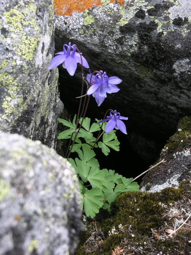Aquilegia borodinii, photograph 2