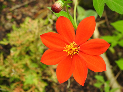 Red dahlia (Dahlia coccinea)