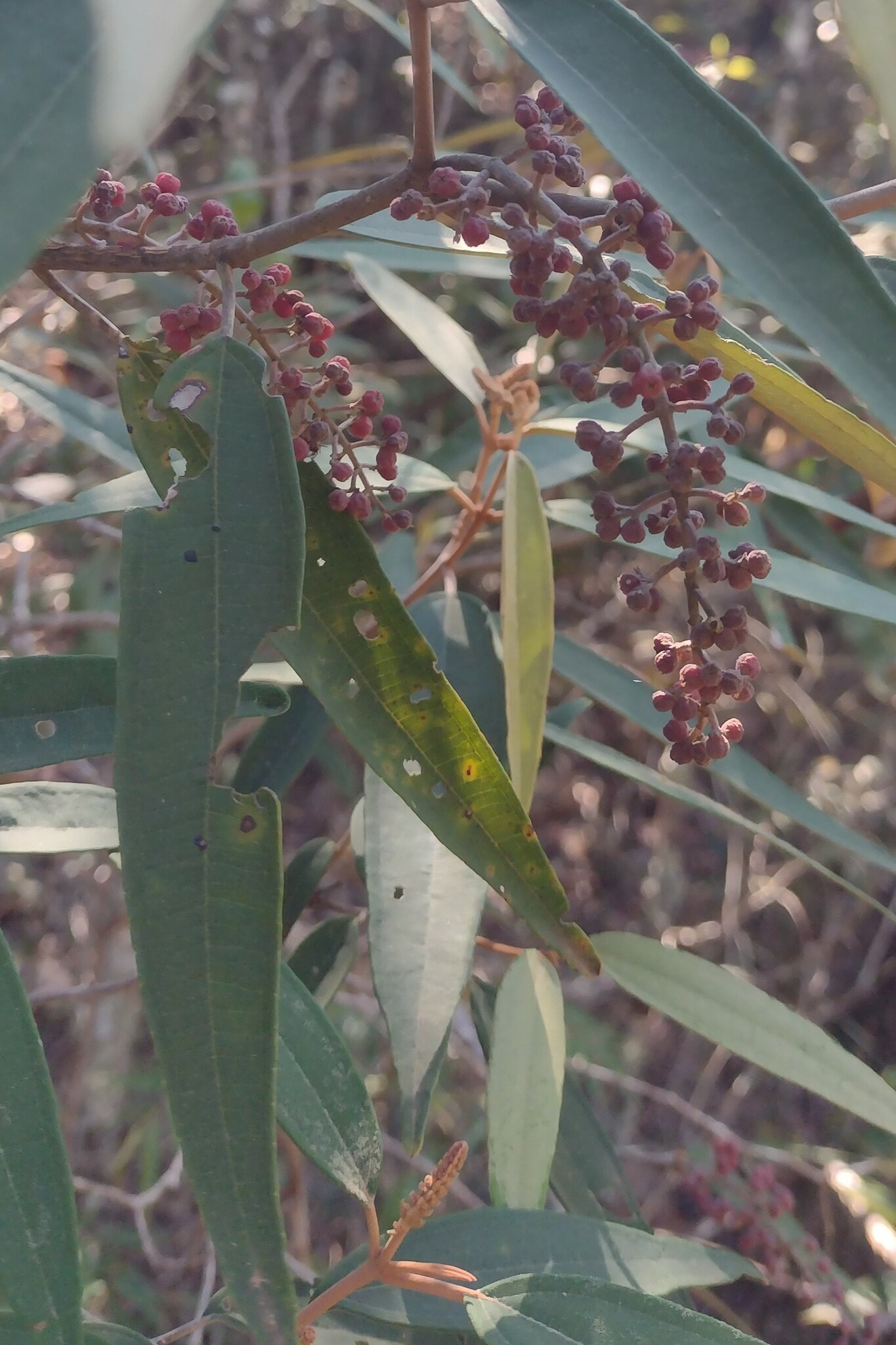 Miconia pepericarpa