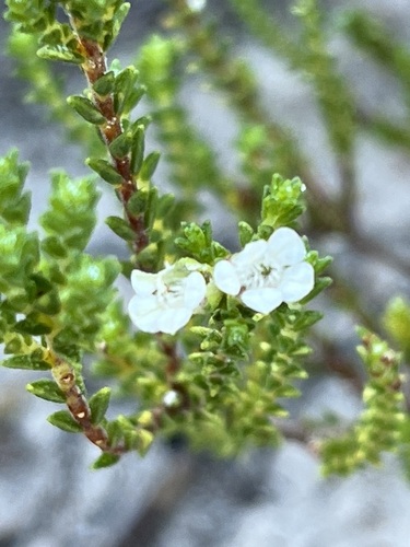 Image of Euchaetis burchellii by (c) Charleen Brunke, some rights reserved (CC BY)