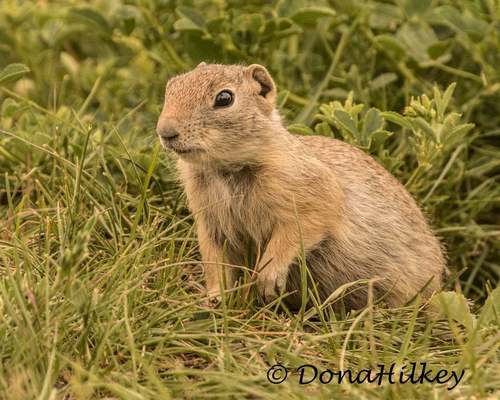 Wyoming Ground Squirrel