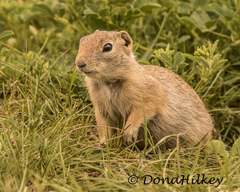 Wyoming Ground Squirrel photo 2