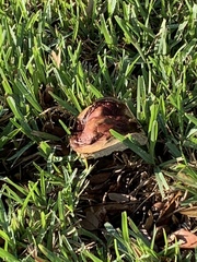Agaricus moellerianus