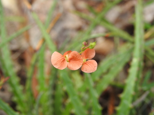 Image of Variableleaf Bushbean (Macroptilium gibbosifolium) by no rights reserved
