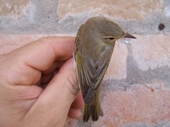 Phylloscopus bonelli