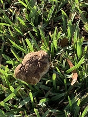 Agaricus moellerianus