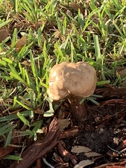 Agaricus moellerianus