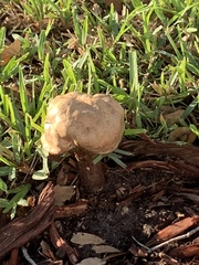 Agaricus moellerianus
