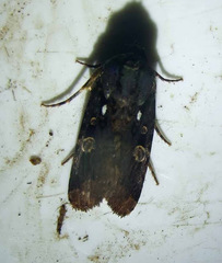 Sasunaga tomaniiviensis