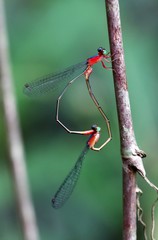Teinobasis ruficollis