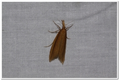Donacaula albicostellus