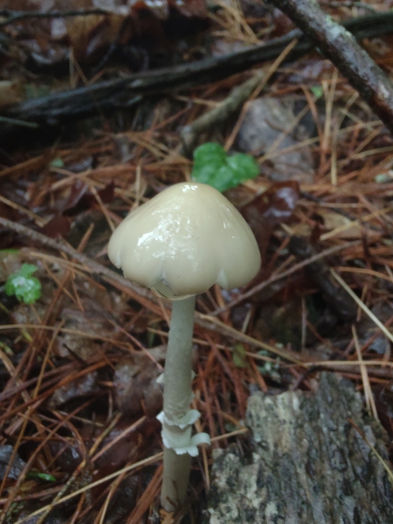 Beech Rooter Beech Rooter from Appalachia, VA 24216, USA on May 28, 2023 at 04:22 PM ...