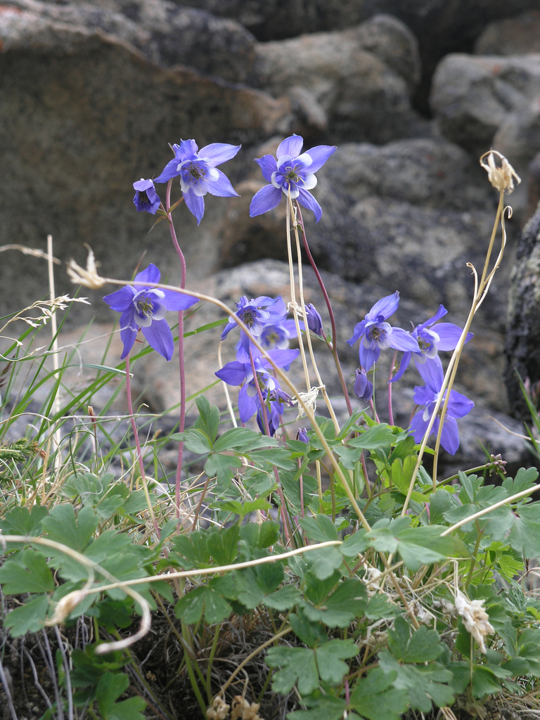 Aquilegia borodinii; photograph (c) Oleg Kosterin, some rights reserved (CC BY)