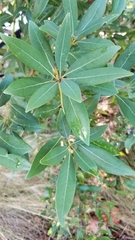 Magnoliopsida
