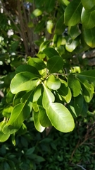 Randia aculeata