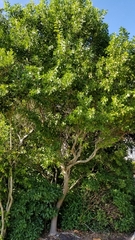 Randia aculeata