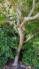Randia aculeata
