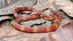 Langsdorff's Coral Snake photo 3