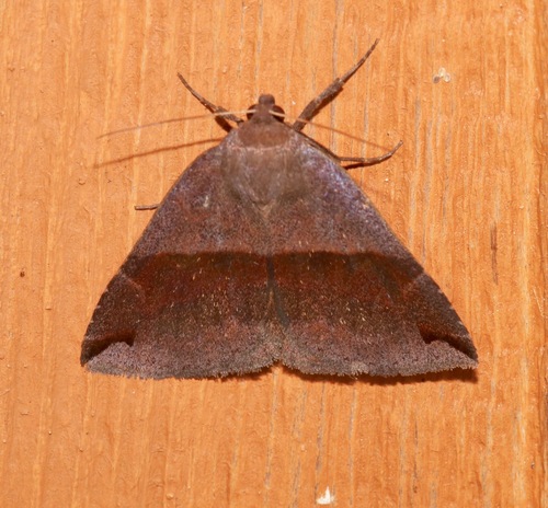 Gordonia Darkwing photo 4