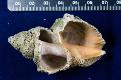 Stramonita canaliculata