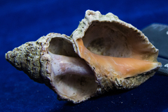 Stramonita canaliculata