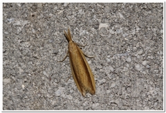 Donacaula albicostellus