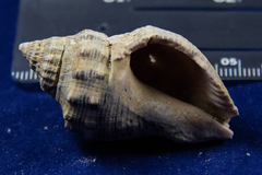 Stramonita canaliculata