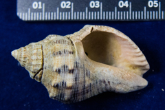 Stramonita canaliculata