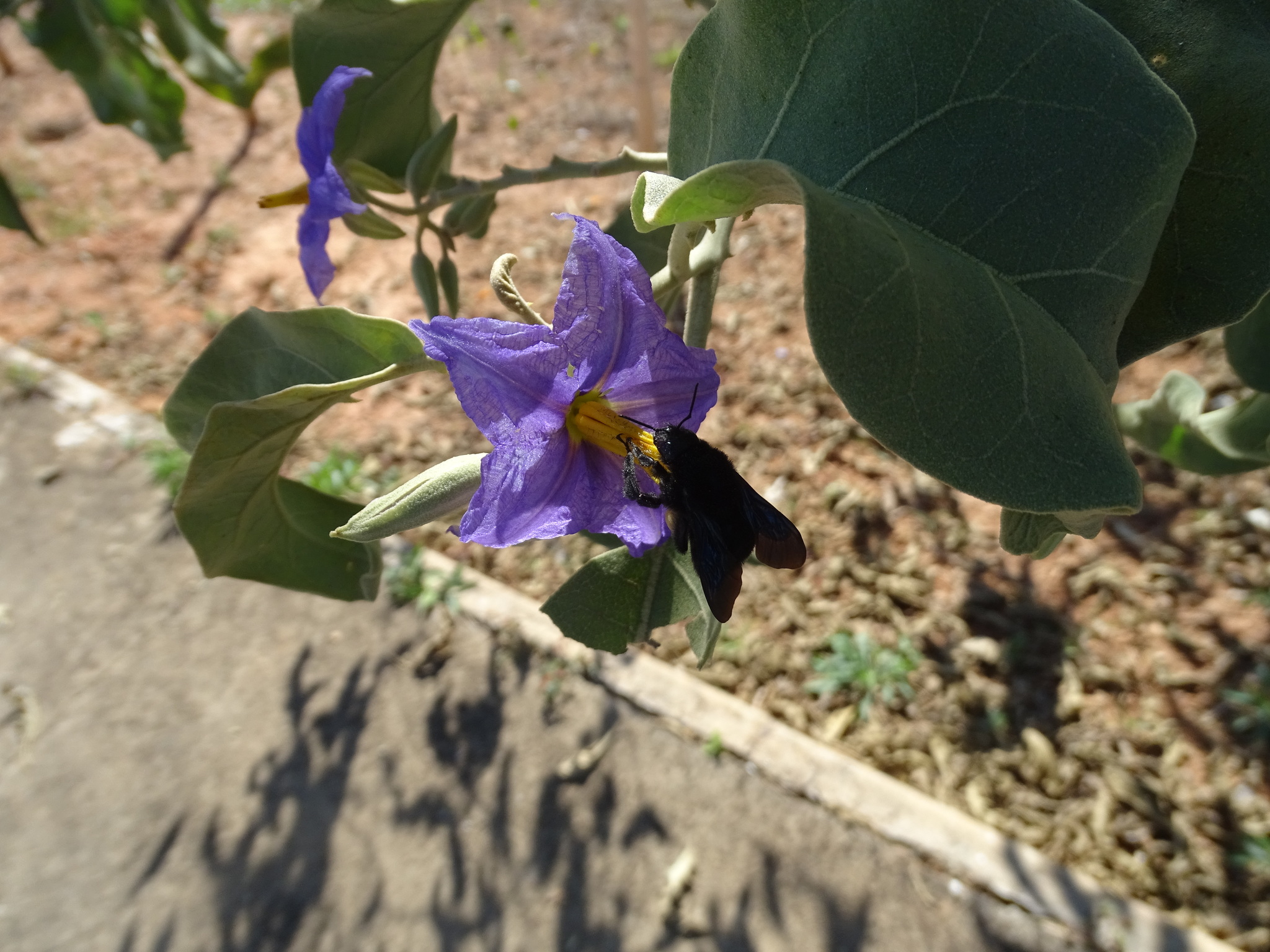 Solanum lycocarpum