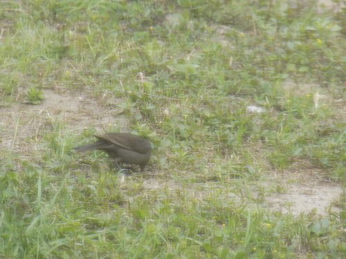 Brown-headed Cowbird photographed in South Carolina