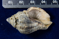 Stramonita canaliculata