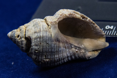 Stramonita canaliculata