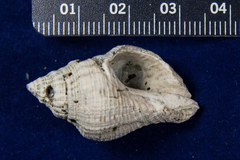 Stramonita canaliculata