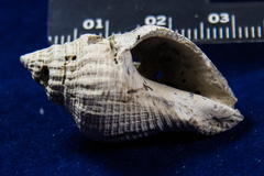 Stramonita canaliculata