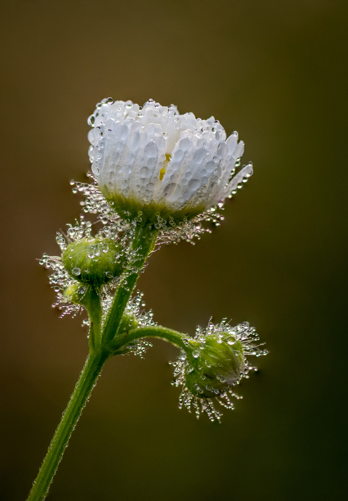 Annual and Daisy Fleabanes