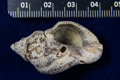 Stramonita canaliculata