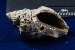 Stramonita canaliculata