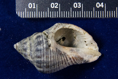 Stramonita canaliculata