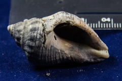 Stramonita canaliculata