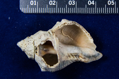 Stramonita canaliculata
